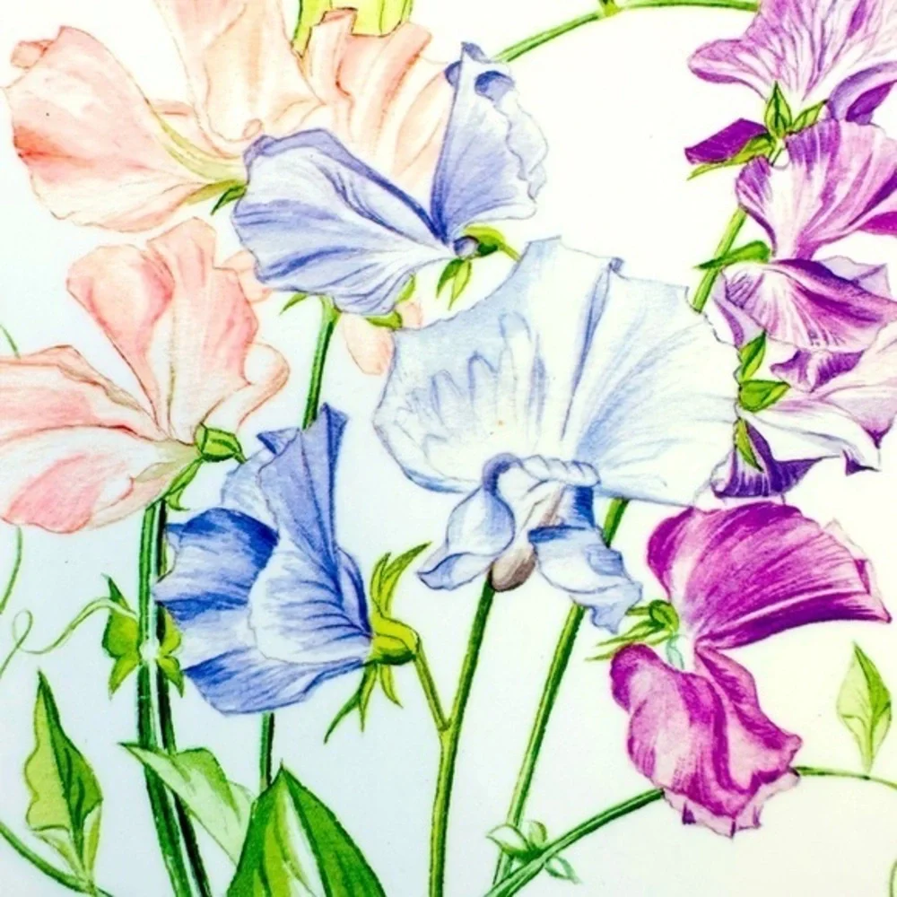 Pimpernel‎ 8
